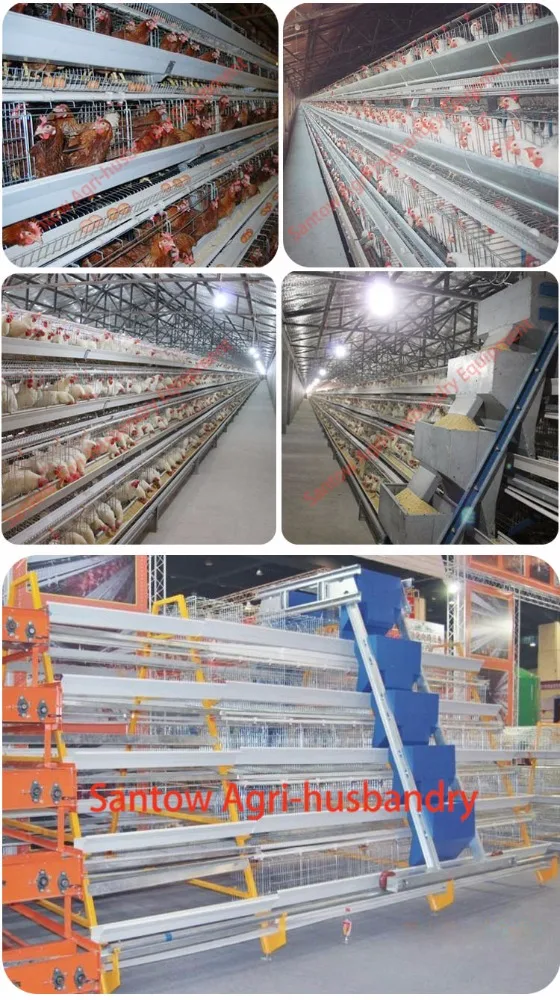 Feeding 5000 chicken 120 birds layer chicken cage type design poultry house