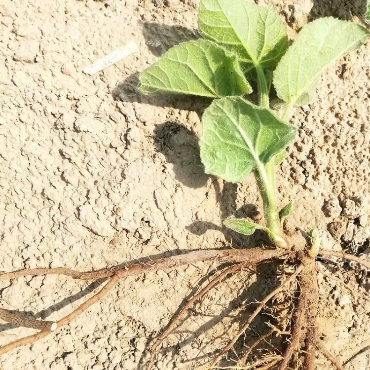 intercropping and cold resistant hybrid paulownia root for wood planting