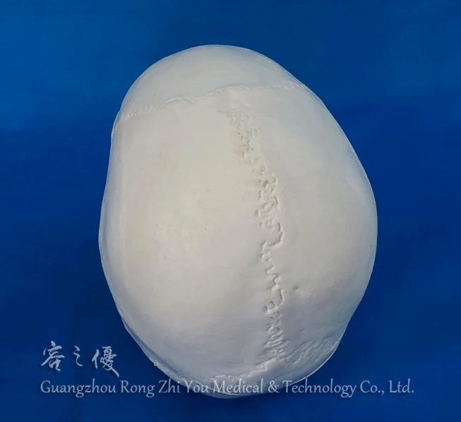 Plastic Human Skull Model,3D Skull Skeleton