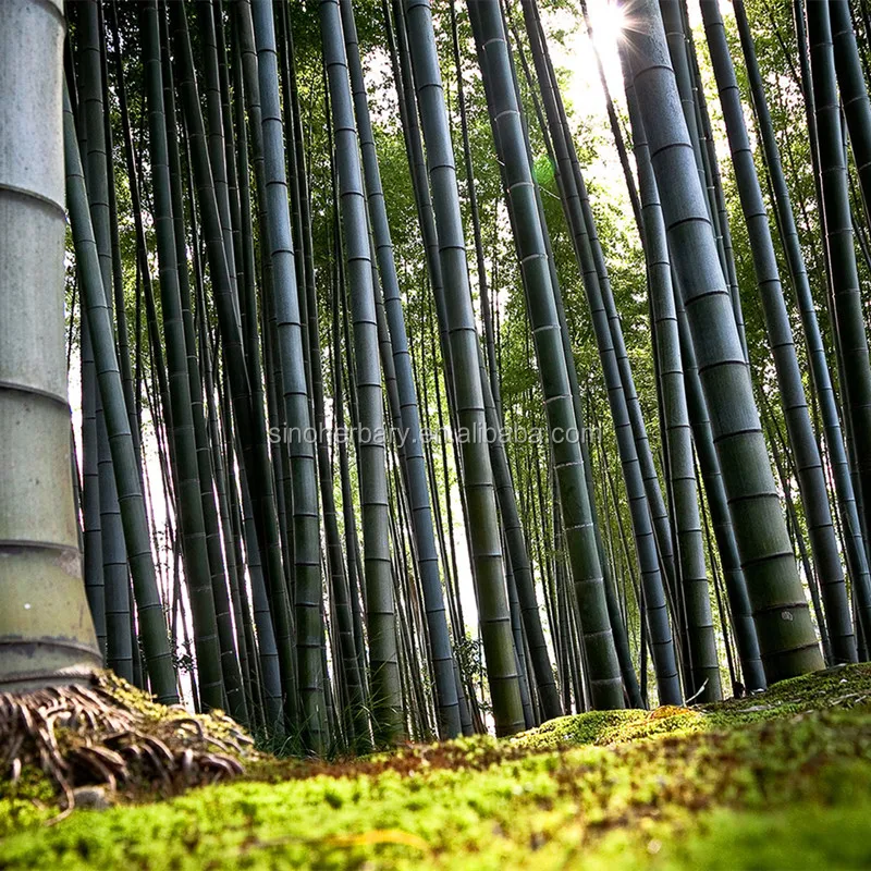 High Germination Plant Seeds, Moso Bamboo Seeds For Sale