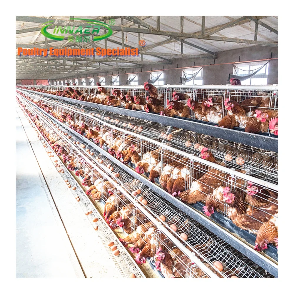 best selling second hand layer poultry cages