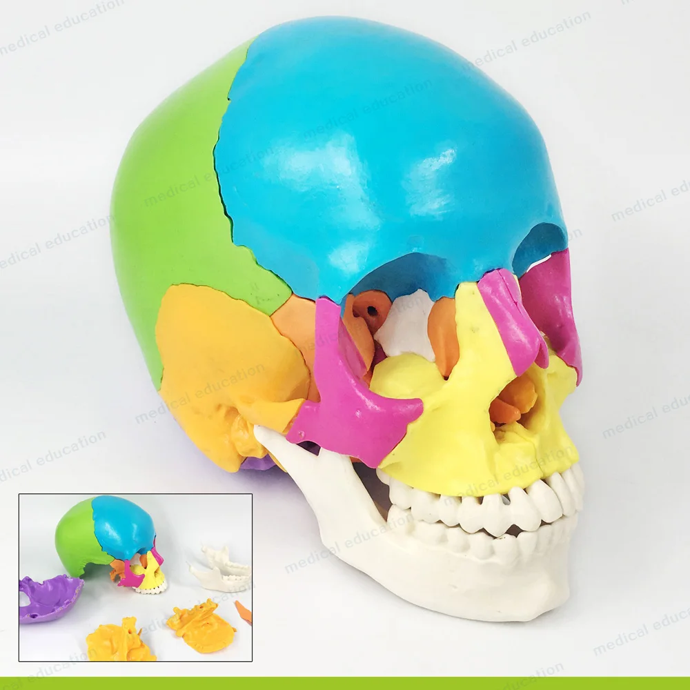 
Human live size 22 parts Beauchene Adult skull model didactically colored exploded skull Didactically Coloured 