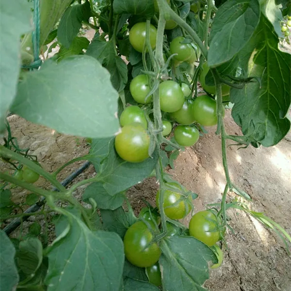 
Green pearl F1 Green cherry small tomato seeds 