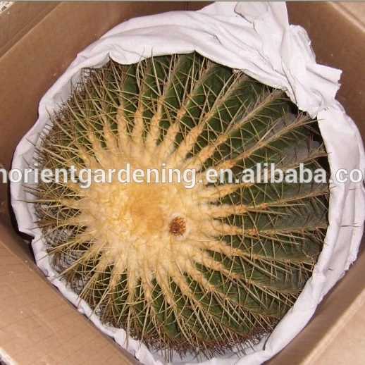  Mammillaria Hahniana 5 см мини кактус суккуленты комнатные растения бонсай детский эхинокактус grusonii cereus cклиенты opuntia