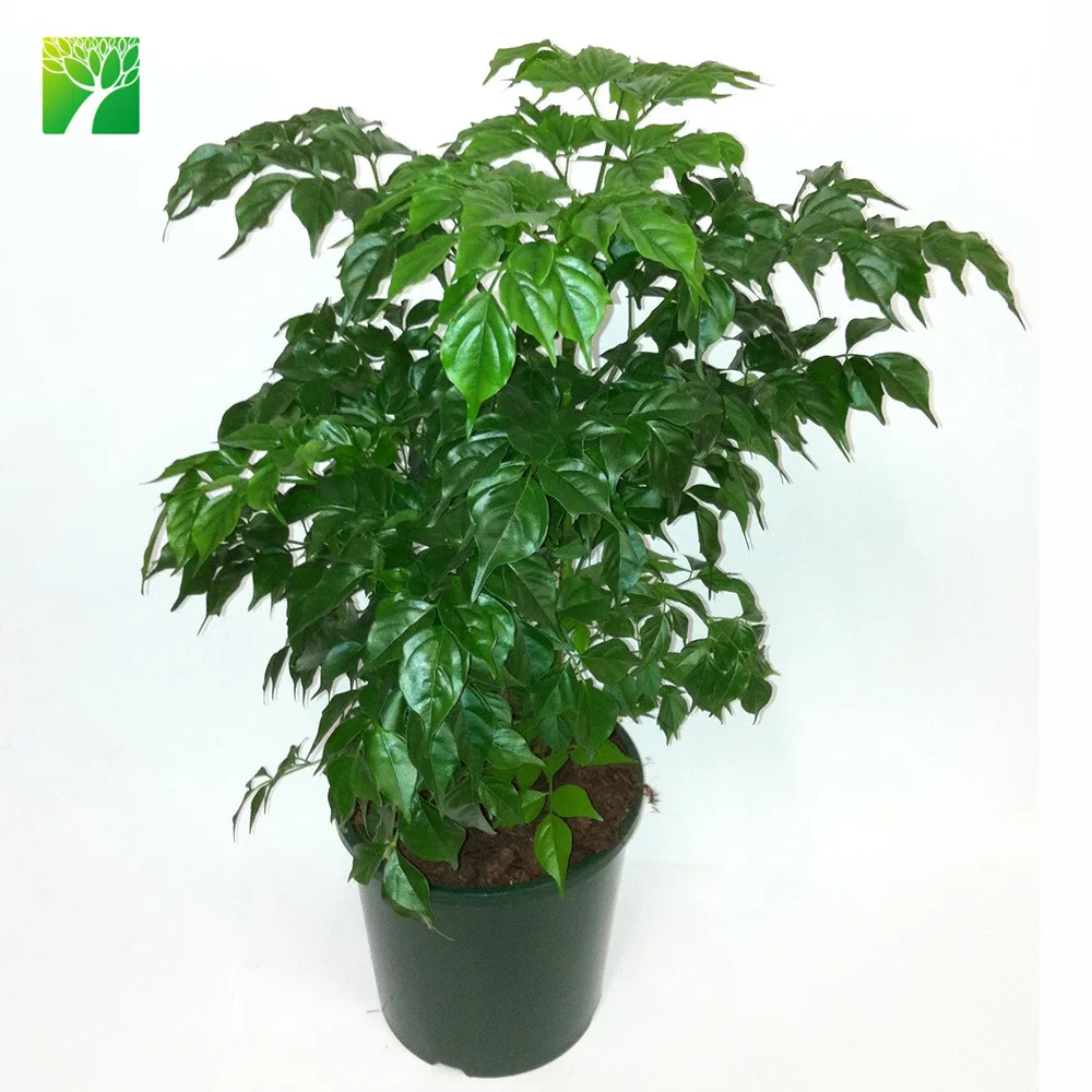 
Low maintenance medium water garden arbor plant serpent tree Radermachera sinica 