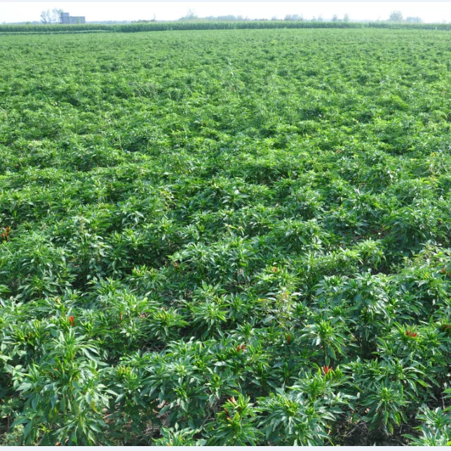 hot chili  dried by sun