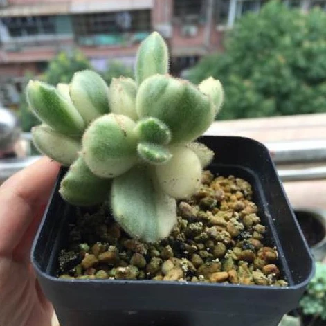 Суккулент бонсай эферия персиковая гордость по заводской цене