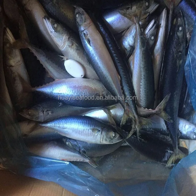 top urgent want to buy frozen pacific mackerel with competitive price