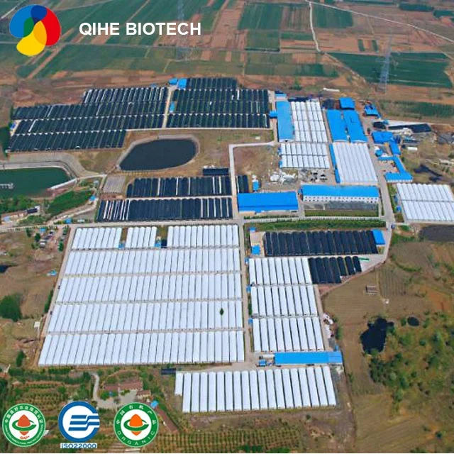 
frozen oyster mushroom spawn Pleurotus ostreatus strain 