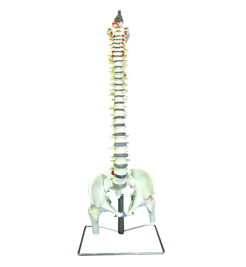 Nature Size Normal Occipital Spine Model with Pelvis and Femur Head Plastic Model