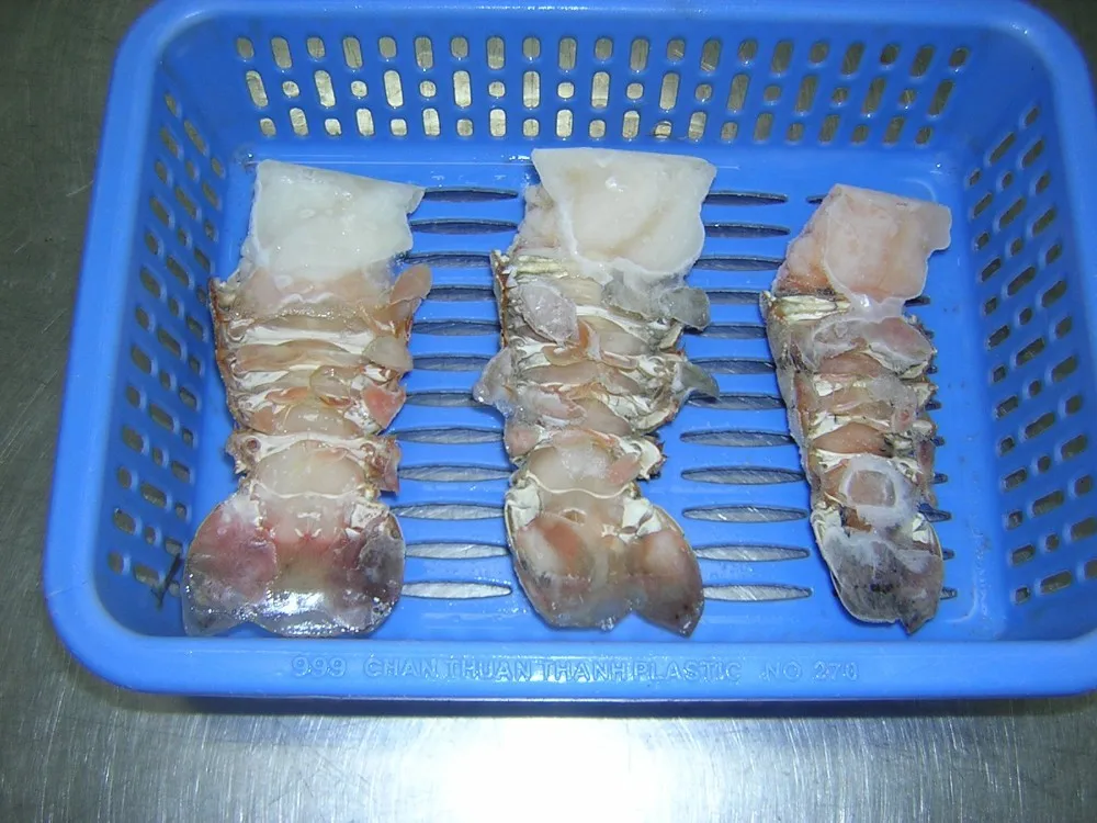  Замороженный песчаный Лобстер из Вьетнама