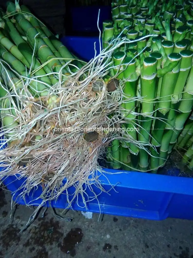 20cm straight lucky bamboo plant lucky bamboo cheap