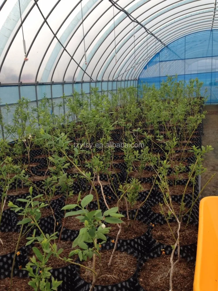 Горшок/контейнер для детской кастрюли с черничным растением