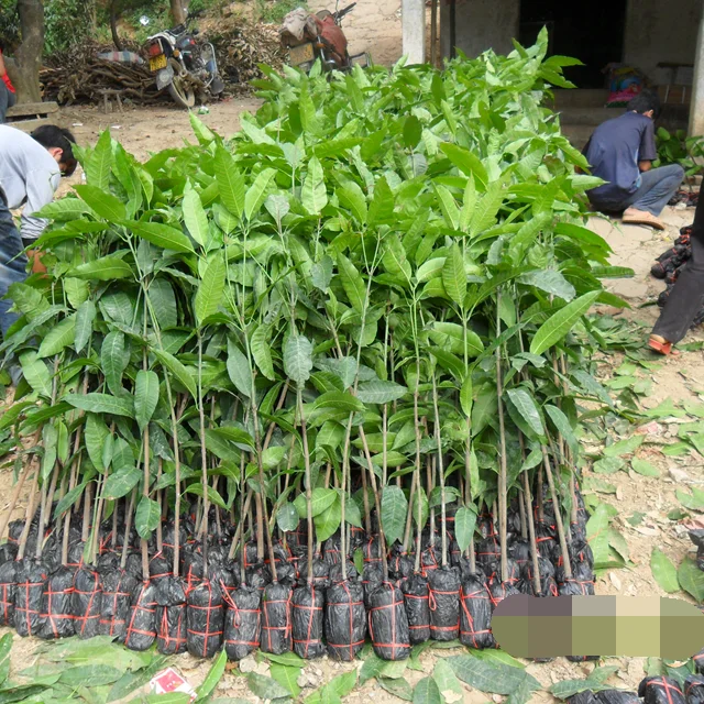 Саженцы яблочного манго R2E2