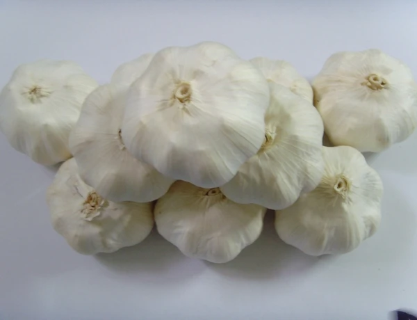 New crop Pure white garlic normal white garlic export from China