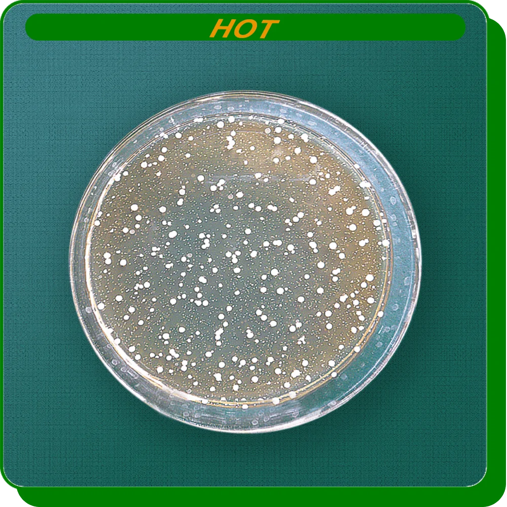 
High quality Bacillus Licheniformis factory 