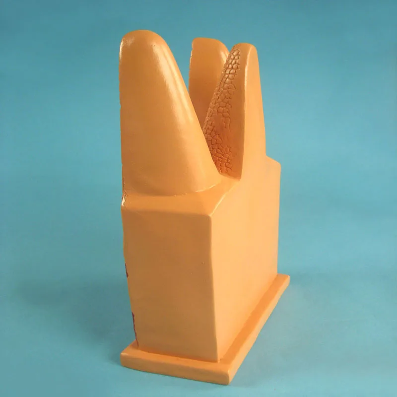 
Biology Education Equipment Anatomical Intestinal Villi Structure Model 