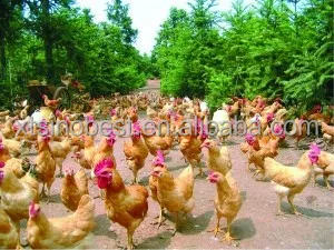  Кормовые добавки для белка Bacillus subtilis кормовая добавка домашней