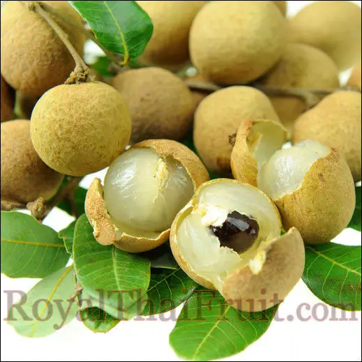 LONGAN Premium Grade 12 Cm 1 Kg Fresh COMMON Cultivation Ripe Maturity from TH;46