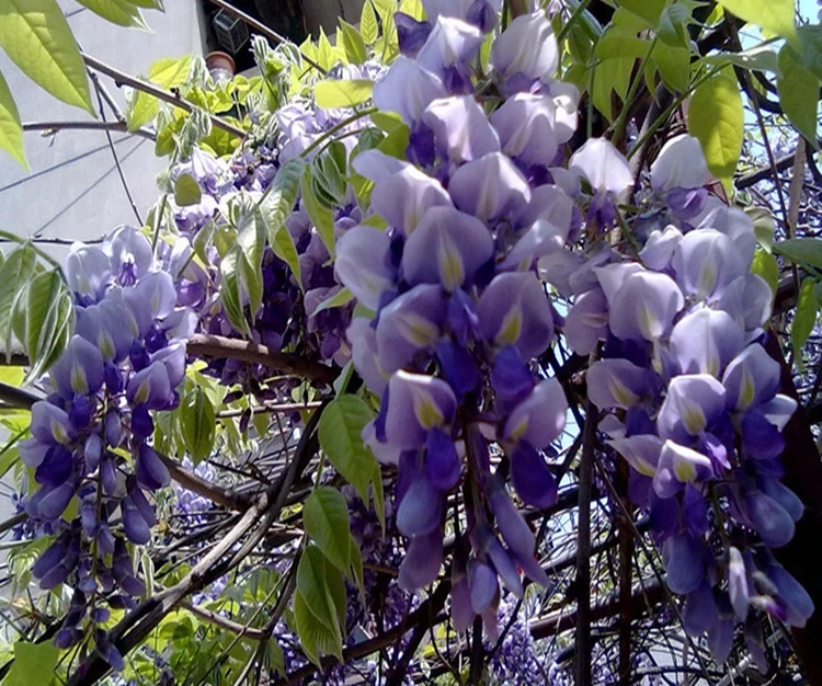 Высокий уровень прорастания семян китайской глицинии для выращивания