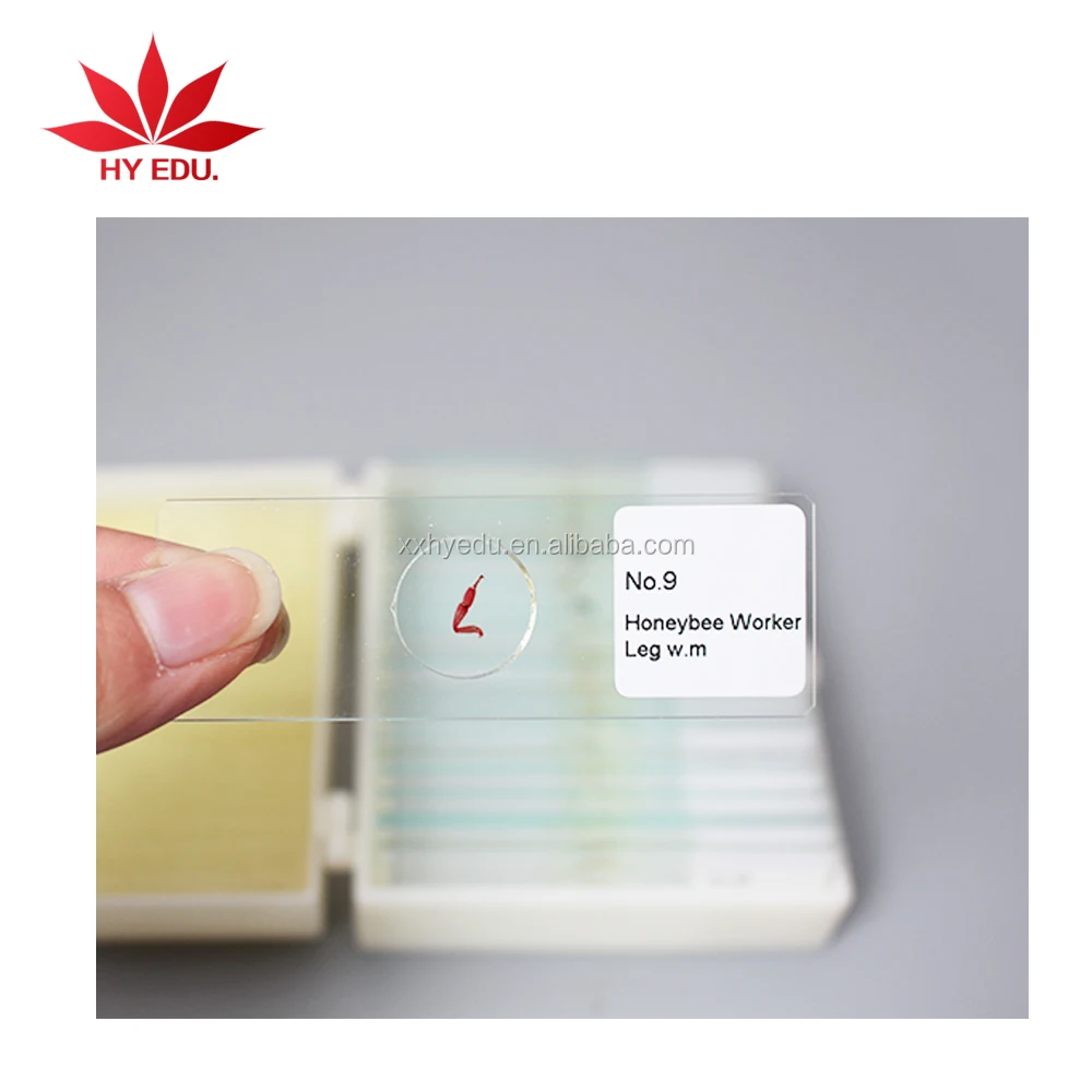 Education supplies  mixed 100 pcs botany and zoology set microscope slides specimen educational training kit