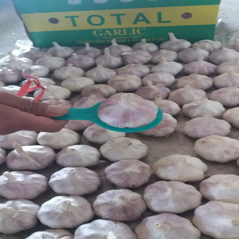 
Shandong pure white garlic 