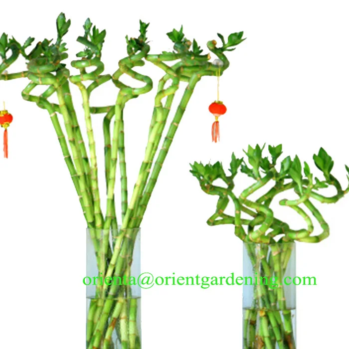 Стебель бонсай 15 см-100 см водная спираль счастливый бамбук