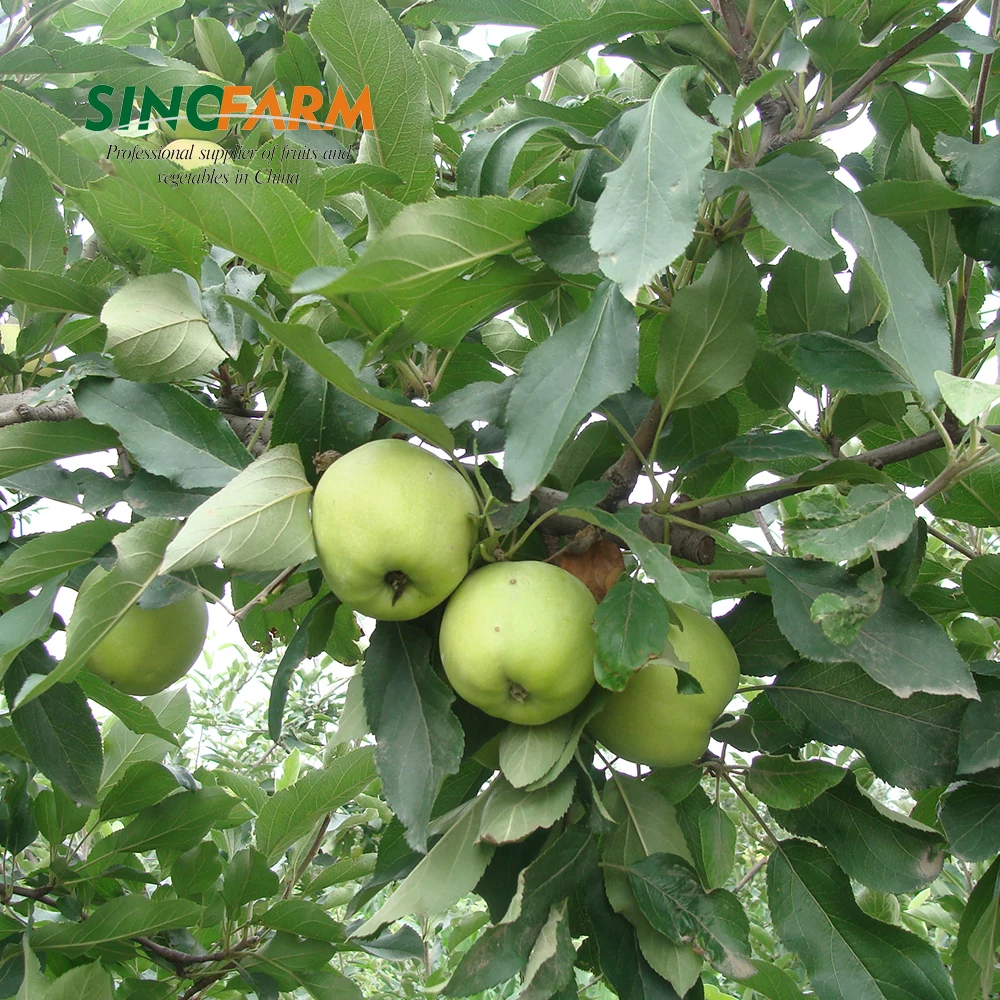 Fruit market prices golden delicious apple exporters