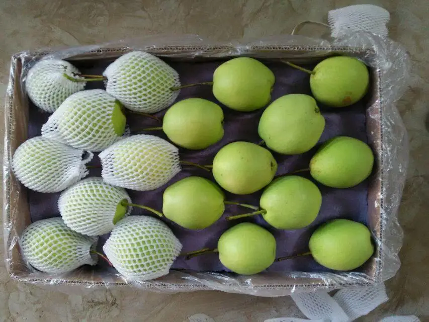 
fresh golden delicious singo pear factory 