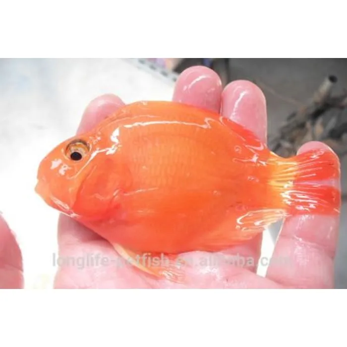 Hot Sale Ornamental Live Blood Parrot Fish