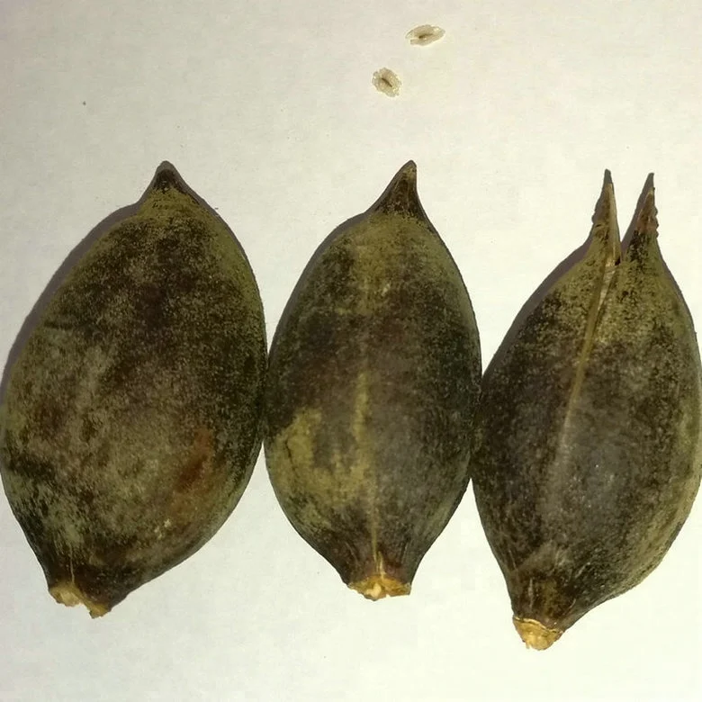 Семена деревьев принцессы, новинка 100%, свежий быстрорастущий китайский павловния хорошего качества для посадки