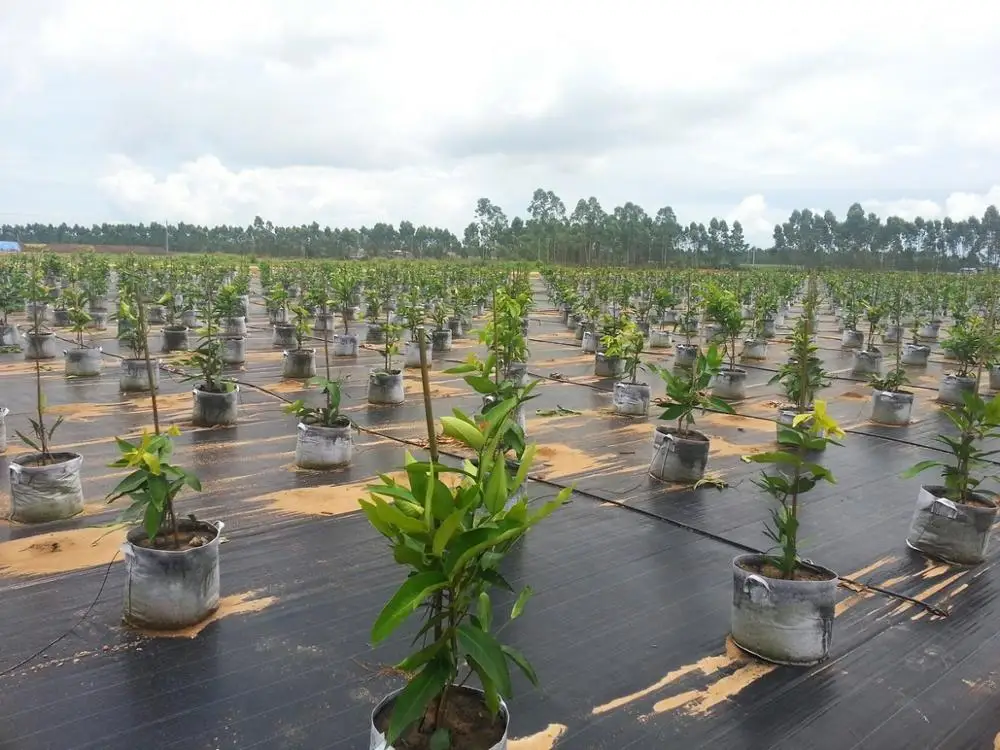 High Quality Ground Cloth Weed Control Fabric