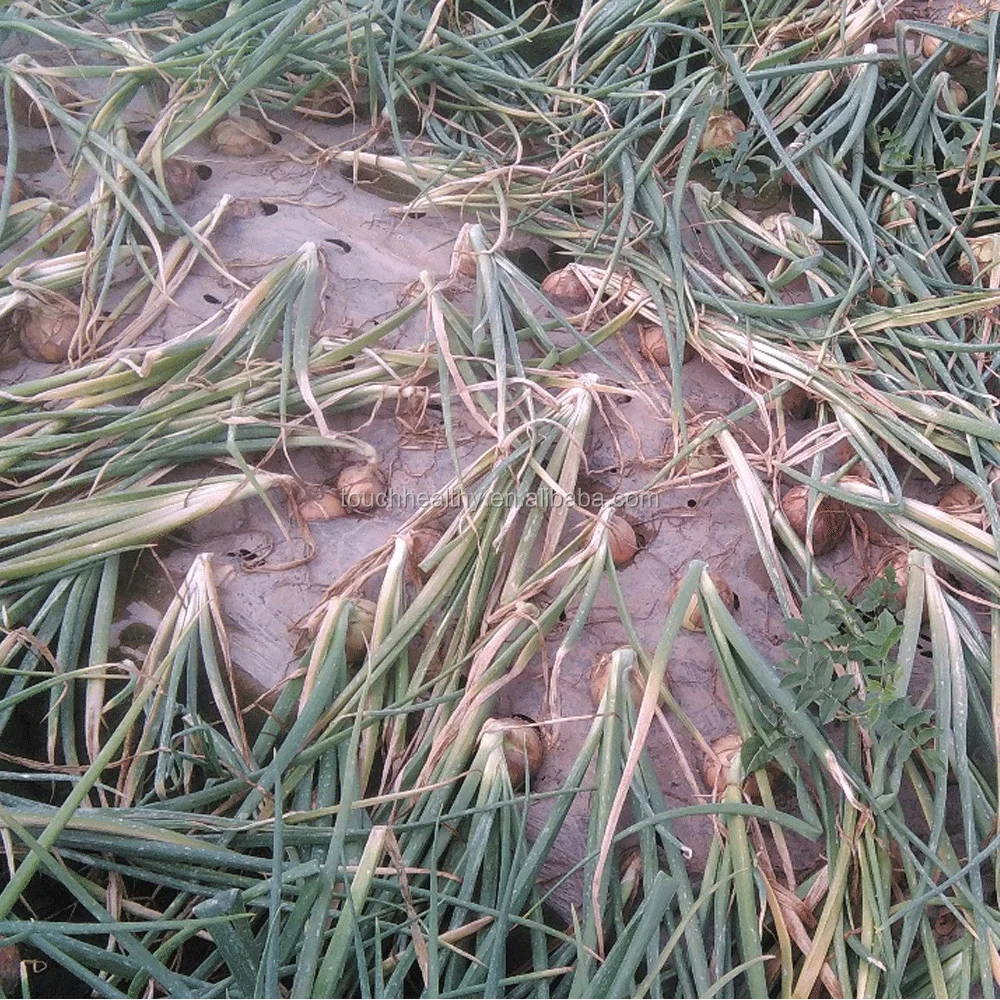 Поставка Touchhealthy 2021, Лучшие Гибридные семена красного лука F1 для выращивания, OEM заказ, принимаем 100 грамм/пакеты