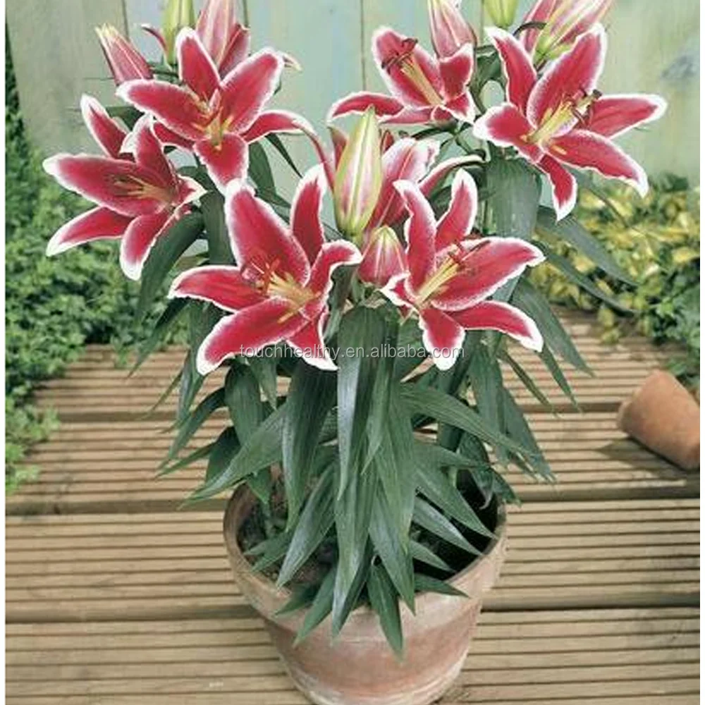 Touchhealthy 109 Тип лампочек лилии для горшечного растения