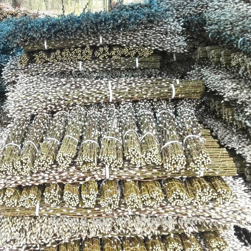 Beautiful natural fresh cut flowers pussy willow for decoration wedding flower