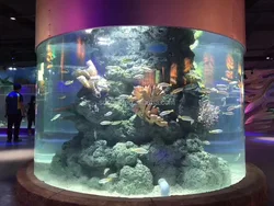 SD Large Acrylic Sheet Customized Cylinder Acrylic Aquarium large acrylic tube aquarium