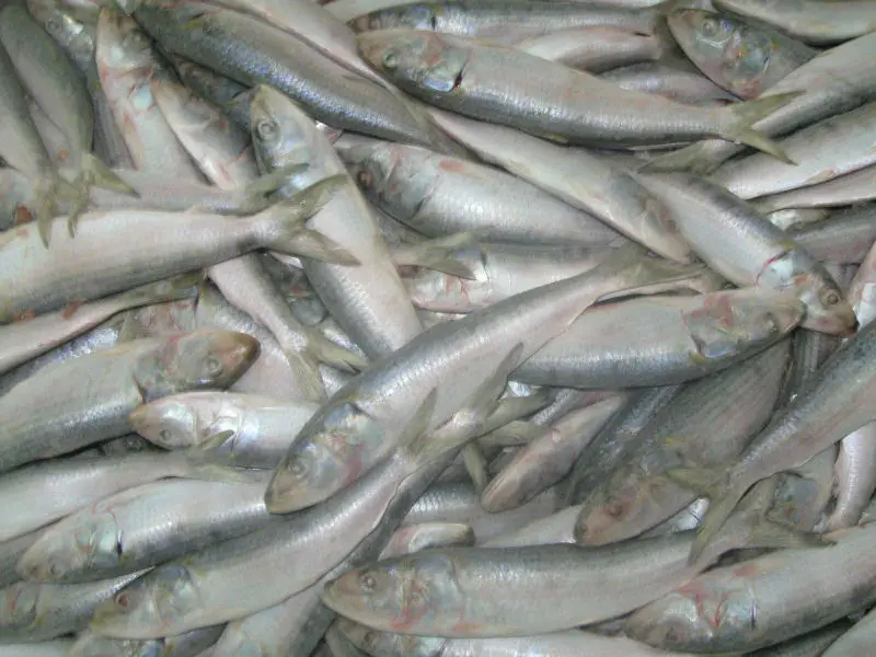 
Frozen Sardine Whole Round 