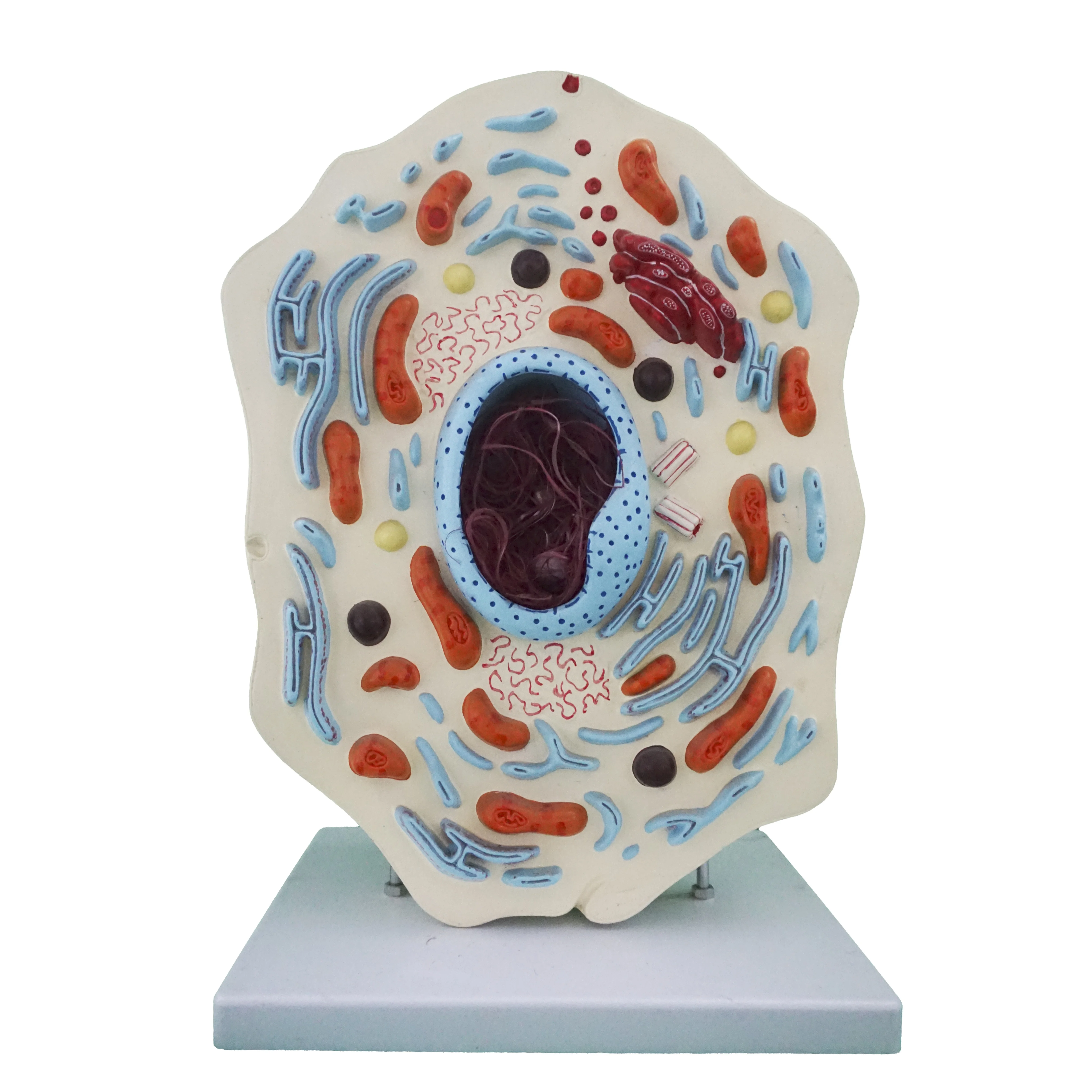 YA/B054 Numerical indicators of multiple parts Enlarged model of animal stem cell anatomy