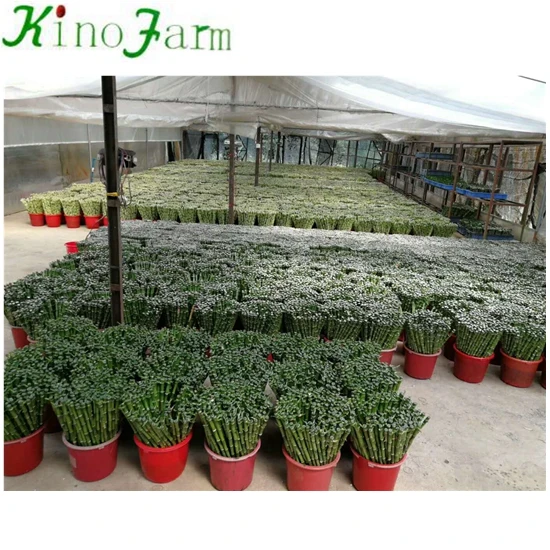 
Lucky Bamboo Wholesale 