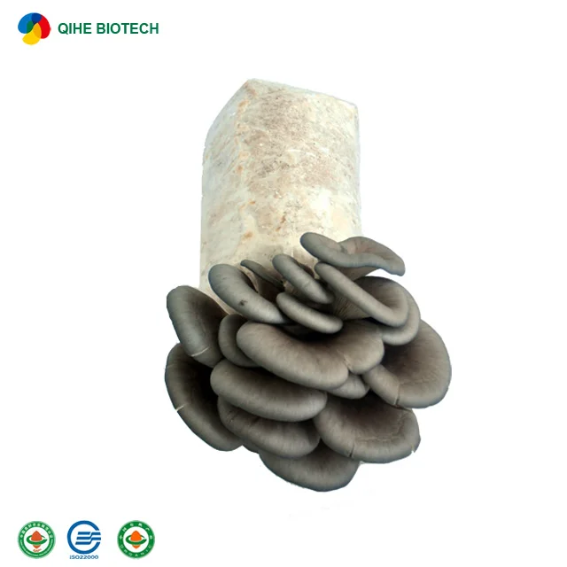 
Best-selling oyster mushroom spawn with CE certificate 