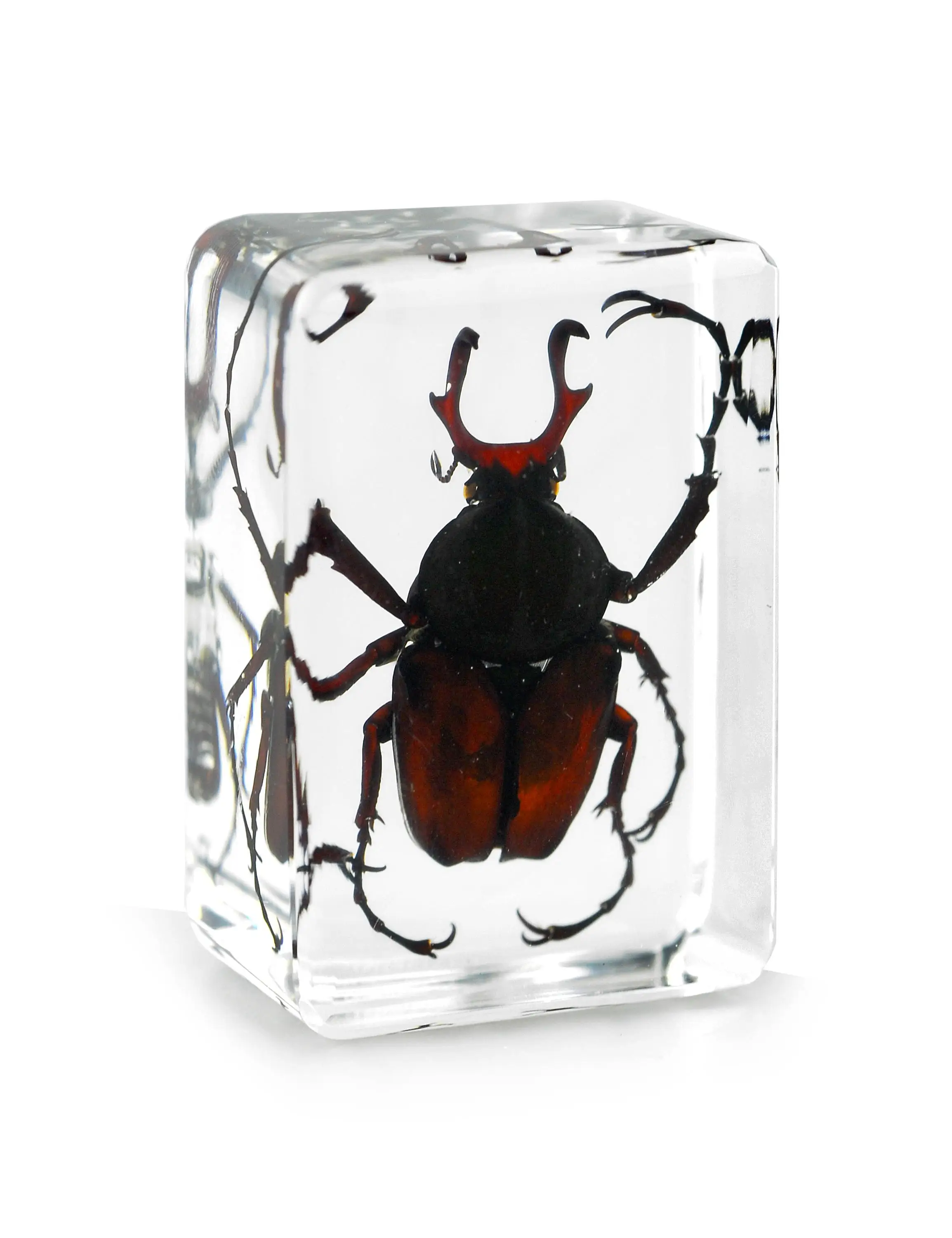 Eco-Friendly Long Arm Scarab Beetle Resin Crafts Real Epoxy Animal Specimen For Gits