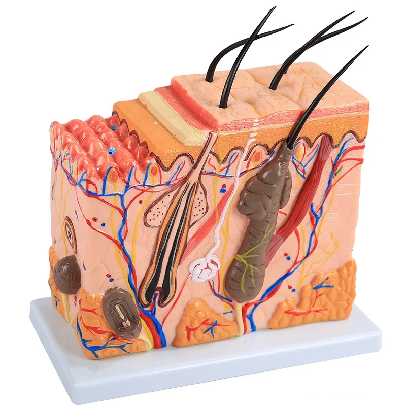 Model of human skin structure,Skin with Hair Tissue Anatomical Model for Lab Display,Skin enlarged anatomical model