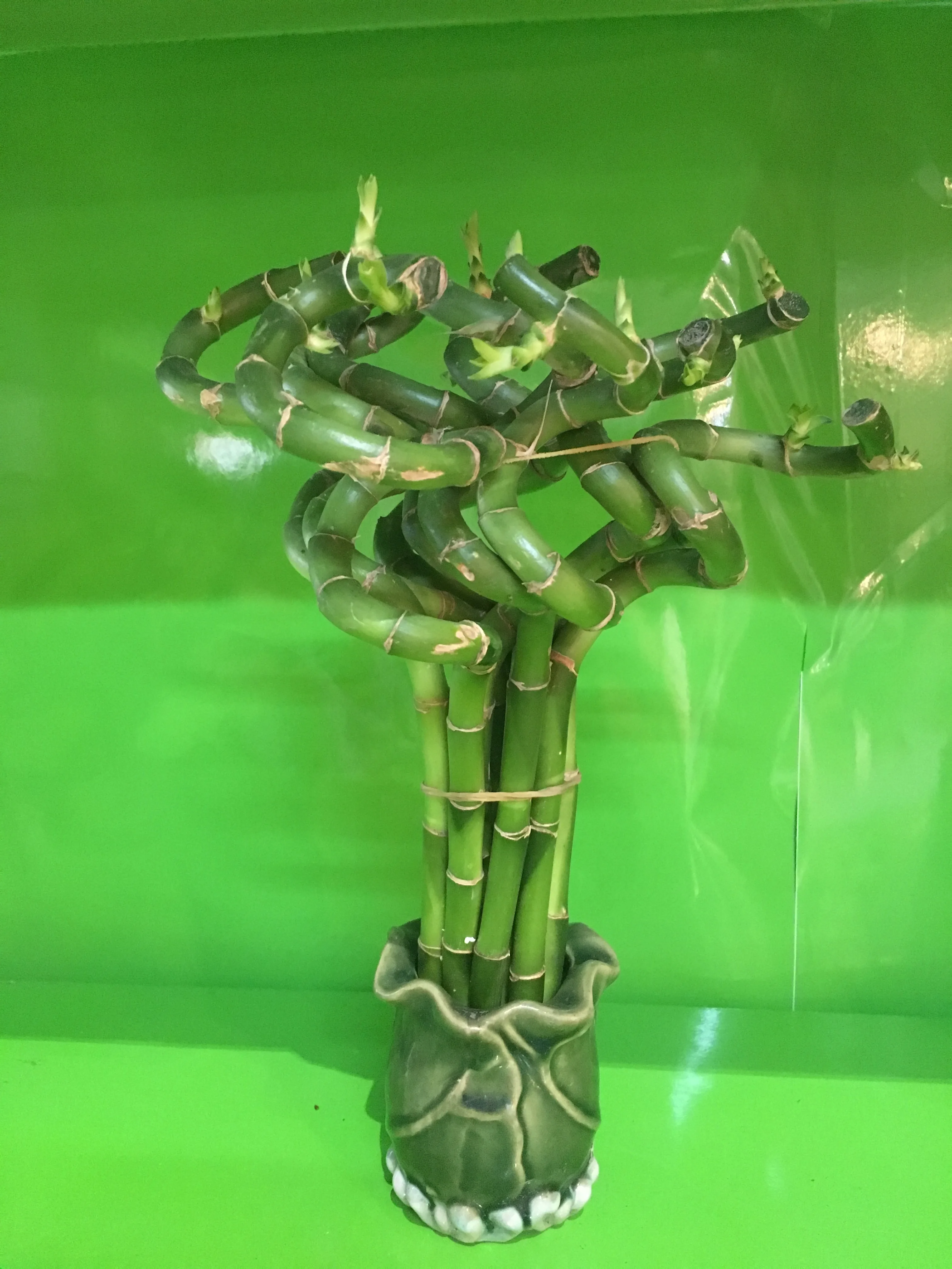 Стебель бонсай 15 см-100 см водная спираль счастливый бамбук