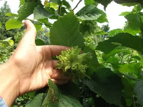 
Cold resistant Hybrid Hazelnut tree seedlings 
