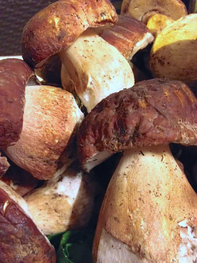 
Detan Forest Boletus Edulis Mushroom 