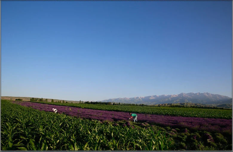 Hot sell fragrant organic dried lavender flowers for home decor