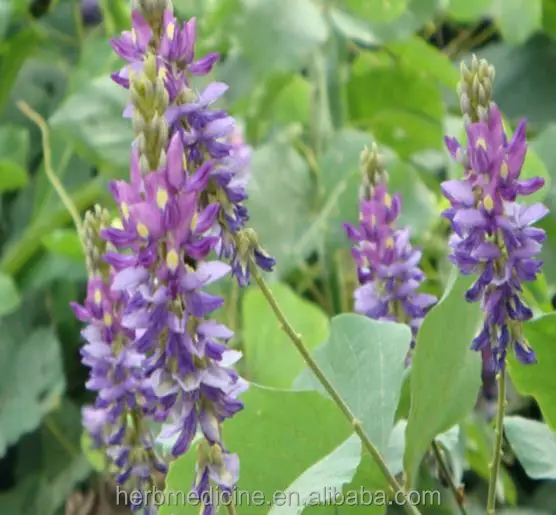
High quality natural raw dried Flower of Kudzuvine flos puerariae 