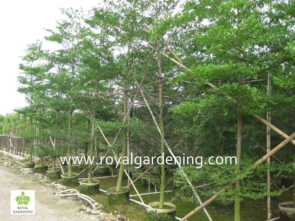 
Terminalia mantaly Tropical trees high 4-9m,dia 6-13cm 