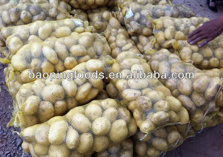 
fresh holland potato from China 