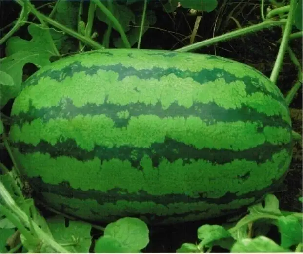 Green Liquid Seaweed Extract Organic Fertilizer for crops